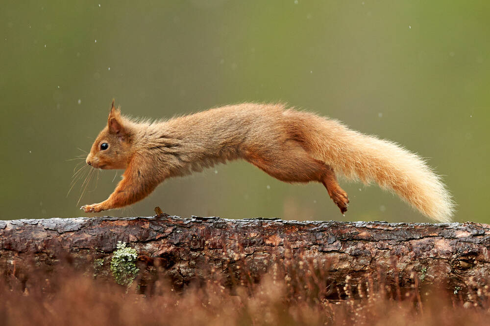 arran wildlife tours - red squirrel